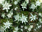 Edelweiss of the Alps