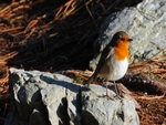 Robin in sunset