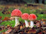 Fungi Amanita muscaria.