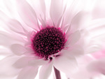 pink chrysanthemum