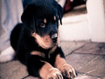 Rottweiler Puppy