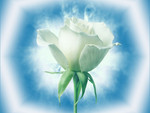 Beautiful heavenly white rose.