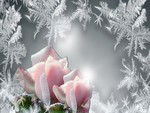 Frost on the Roses