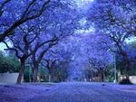 jacarandas in bloom