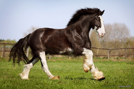 Shire horse - i love horses, lovely, horse, horses