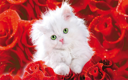 pretty kitty and red roses for my friend carmenmbonilla - pretty, roses, red, kitty