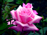 Pink Lonely Rose for DN