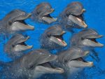 8 DOLPHINS