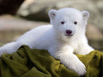 icebear cub