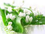 white flowers in green leaves