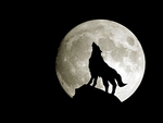 Wolf - Full Moon