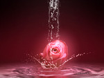 pink rose in the water