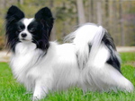 The Papillion