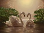 Swans