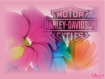 Harley-Davidson fleurs logo rose