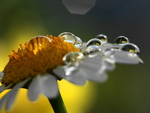 Flower drops.