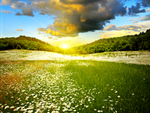 Field Of Flowers