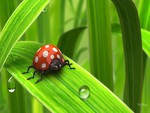 Sweet Ladybug