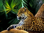 AMAZON JAGUAR