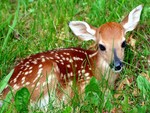 Fawn in the Grass