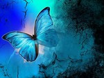 Blue Butterfly