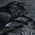 1Crow_left_of_a_Murder