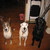 3waggintails