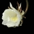 5carolinee9685tN2