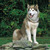 AlaskanHuskiesRock22