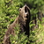 Beargirl70