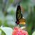 ButterflyAngel78
