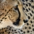 CheetahMacX