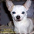 ChihuahuaAddict