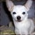 ChihuahuaAddict
