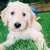 Dicey50