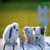 DollyBlossom
