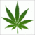 DrGreen
