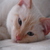 FlaCat