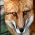 Fox1