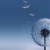 Frozen_Dandelion