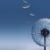 Frozen_Dandelion