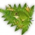GREENFROGGY2