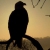 GoldenEagles