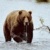 Grizzly65
