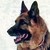 KingShepherd