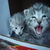 Kittkatt