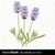 LavenderGirl54