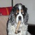 Leomum