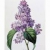 Lilac7779