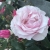 Merry51212